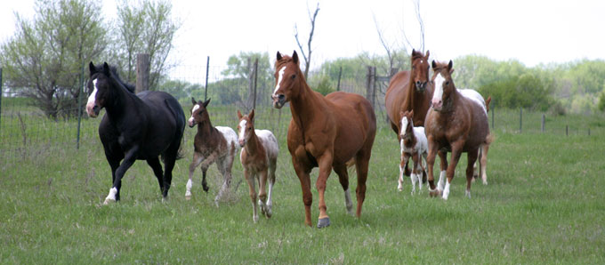 Sheldak Ranch appaloosa mares